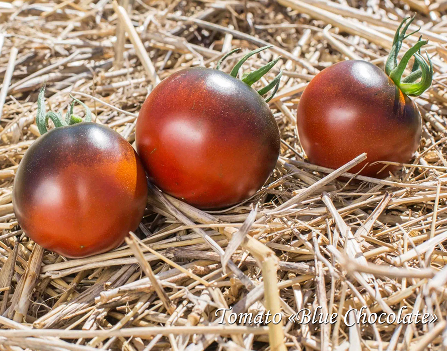 Tomato Blue Chocolate, Томат Синий Шоколад
